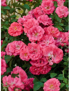 Róża okrywowa CORAL DRIFT® 2
