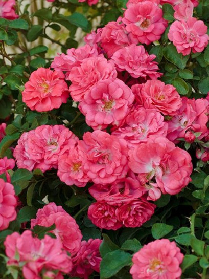 CORAL DRIFT® Róża okrywowa