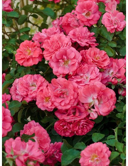 CORAL DRIFT® Róża okrywowa