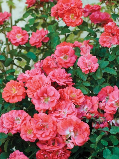 okrywowa Róża CORAL DRIFT®