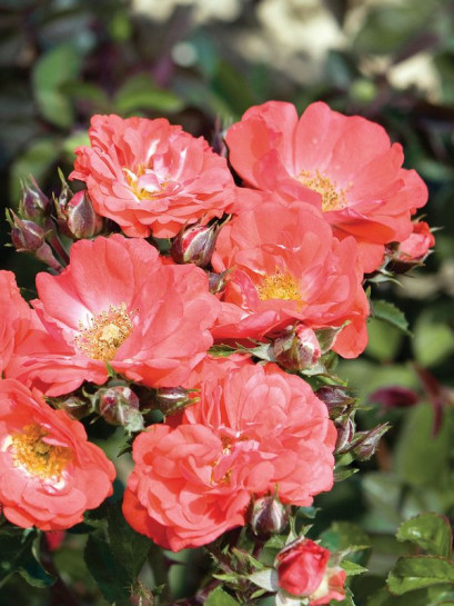 CORAL DRIFT® okrywowa Róża