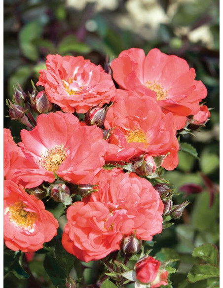 CORAL DRIFT® okrywowa Róża