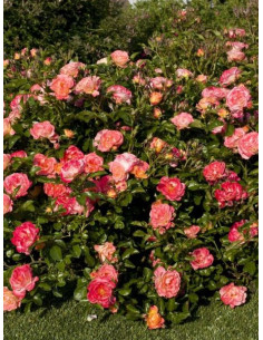 Róża okrywowa PEACH DRIFT