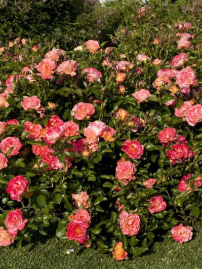 Róża okrywowa PEACH DRIFT