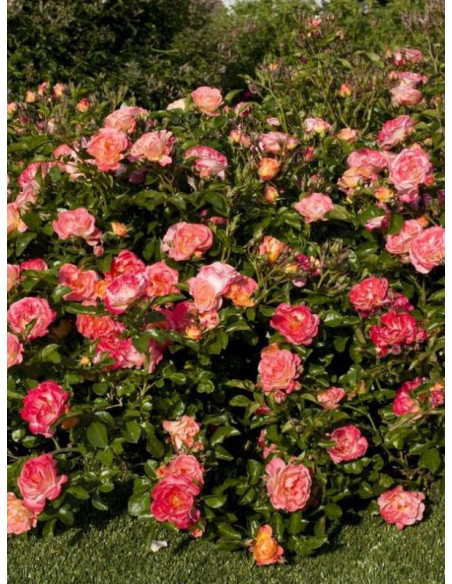 Róża okrywowa PEACH DRIFT