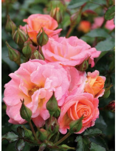 Róża okrywowa PEACH DRIFT 2