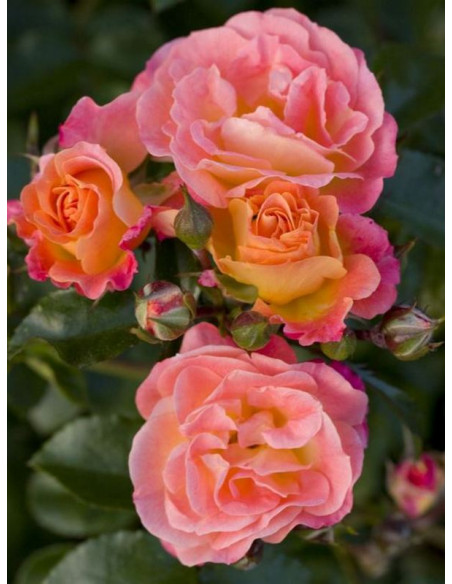 PEACH DRIFT Róża okrywowa