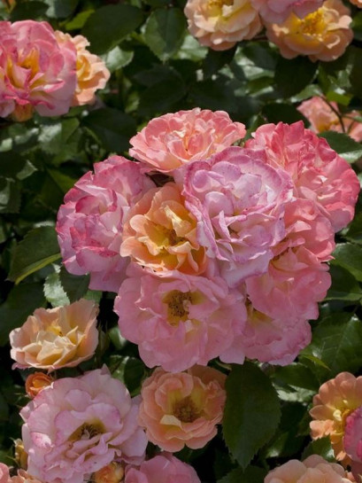 PEACH DRIFT okrywowa Róża