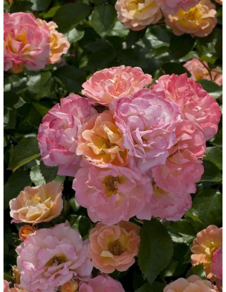 PEACH DRIFT okrywowa Róża