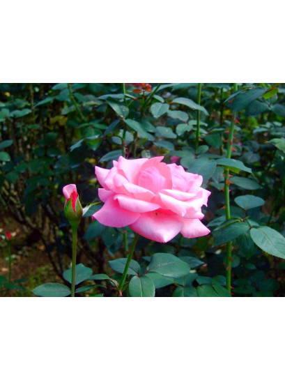 różowe wielkokwiatowe róże carina