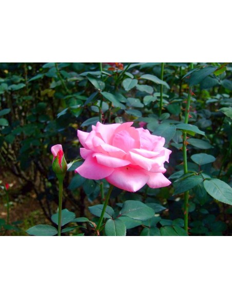 różowe wielkokwiatowe róże carina