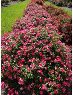 Róża okrywowa PINK DRIFT®