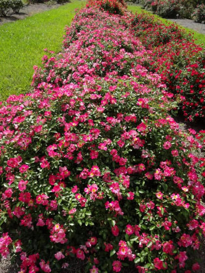 Róża okrywowa PINK DRIFT®