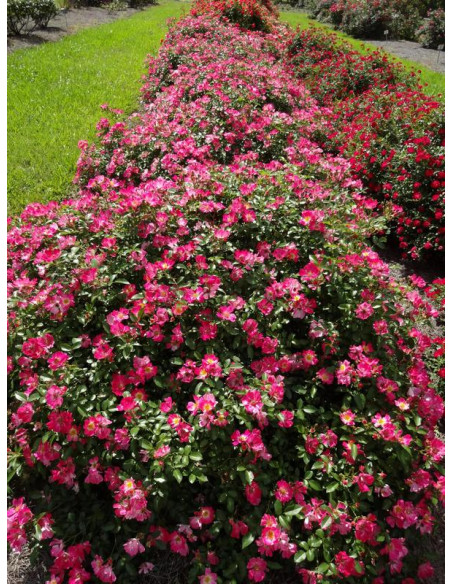 Róża okrywowa PINK DRIFT®