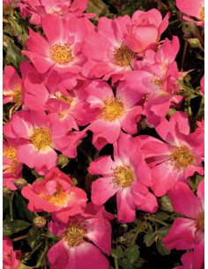 Róża okrywowa PINK DRIFT® 2