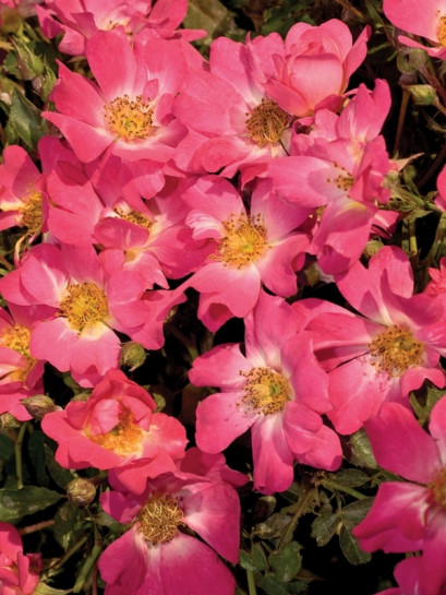 okrywowa Róża PINK DRIFT®