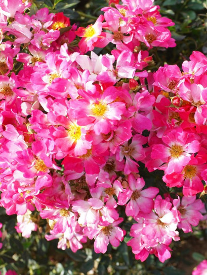 PINK DRIFT® Róża okrywowa