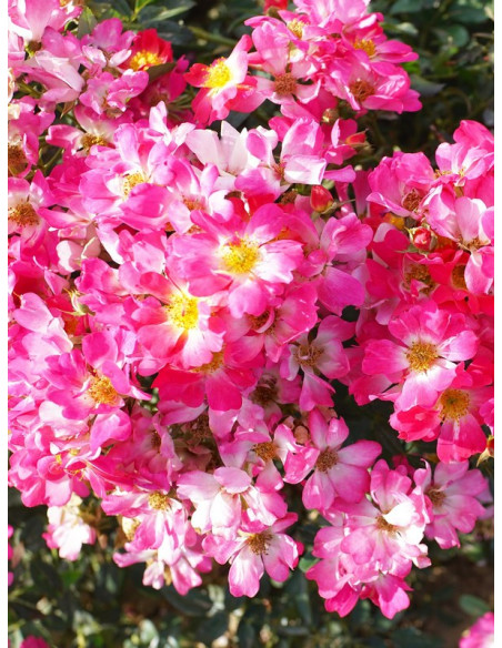 PINK DRIFT® Róża okrywowa