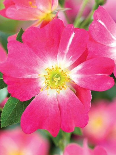 PINK DRIFT® okrywowa Róża