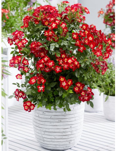 miniaturowa Róża Everglow Ruby