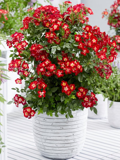 miniaturowa Róża Everglow Ruby