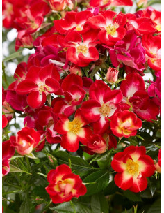 miniaturowa Róża Everglow Ruby 2