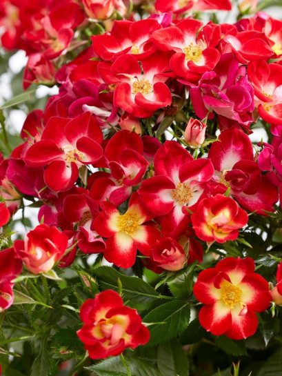 Róża miniaturowa Everglow Ruby