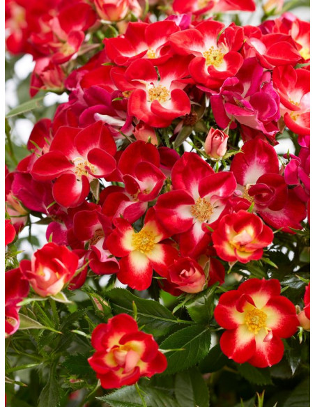 Róża miniaturowa Everglow Ruby