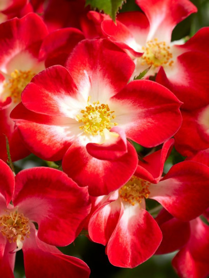 Everglow Ruby Róża miniaturowa