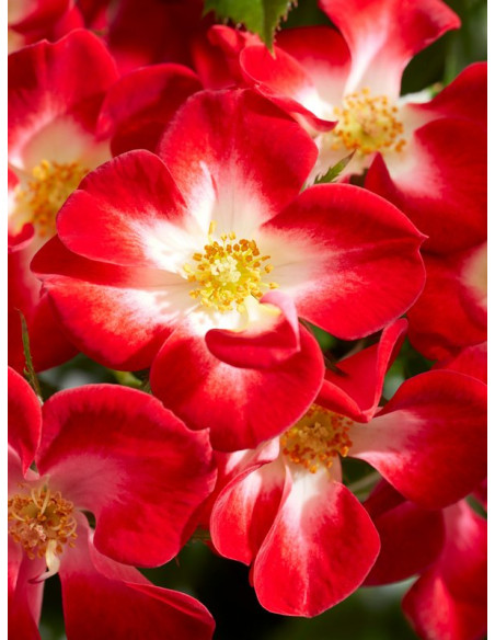 Everglow Ruby Róża miniaturowa