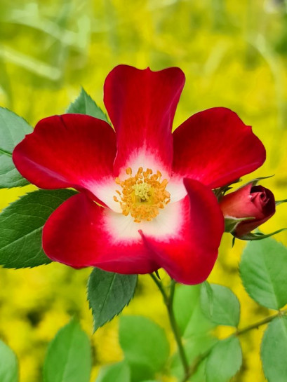 Everglow Ruby miniaturowaRóża