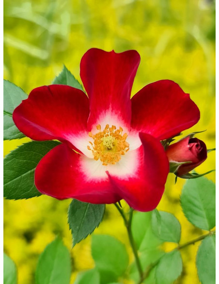 Everglow Ruby miniaturowaRóża