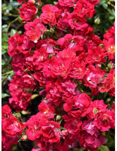 Róża okrywowa RED DRIFT®