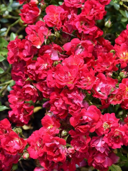 Róża okrywowa RED DRIFT®