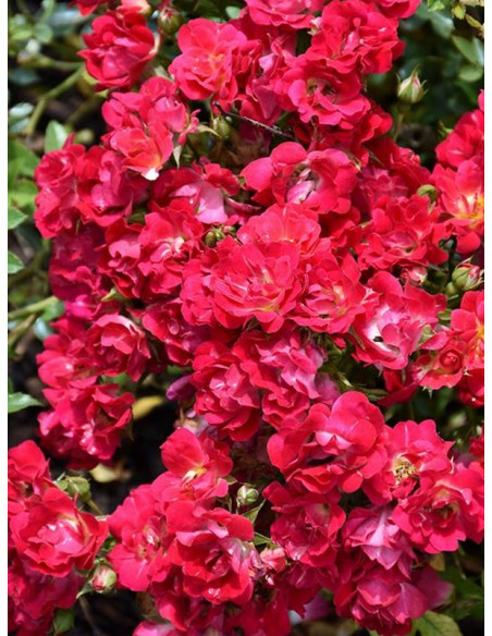 Róża okrywowa RED DRIFT®