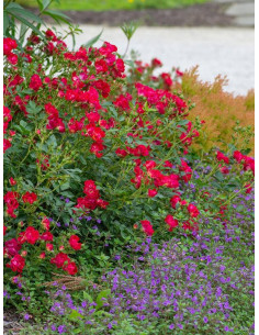 Róża okrywowa RED DRIFT® 2