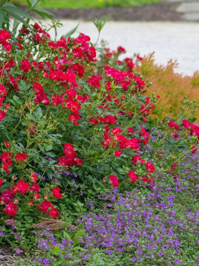 RED DRIFT Róża okrywowa