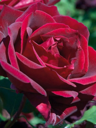 Papa Meilland roze pachnące wielkokwiatowe