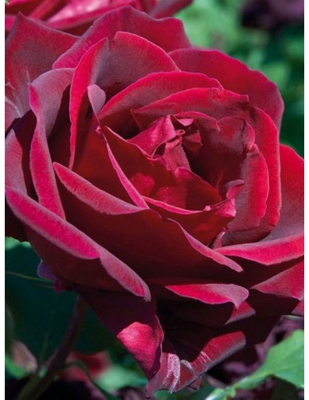 Papa Meilland roze pachnące wielkokwiatowe