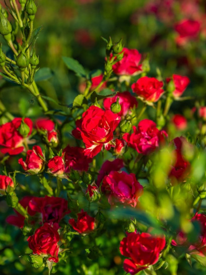 RED DRIFT® okrywowa Róża