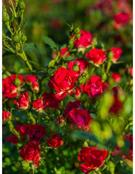 RED DRIFT® okrywowa Róża