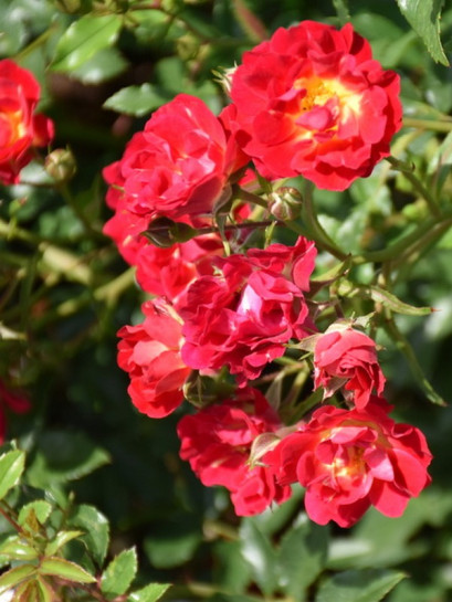 okrywowa Róża RED DRIFT®