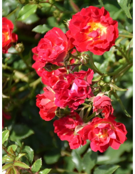 okrywowa Róża RED DRIFT®