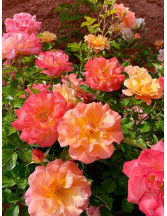 Róża okrywowa CUBANA 2