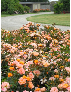 Róża okrywowa CUBANA