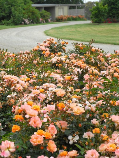 Róża okrywowa CUBANA