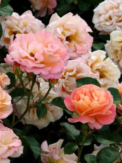 CUBANA Róża okrywowa