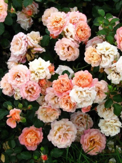 CUBANA okrywowa  Róża