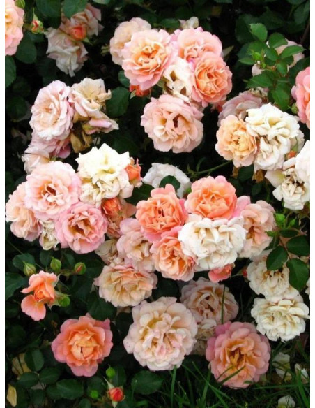 CUBANA okrywowa  Róża