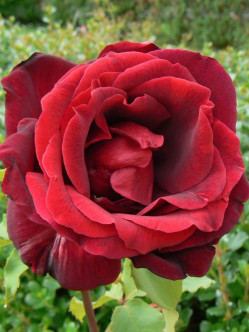 wielkokwiatowe róże pachnące Papa Meilland